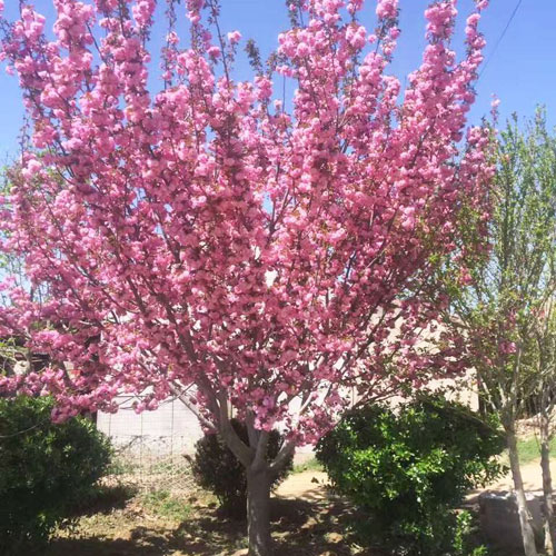 樱花