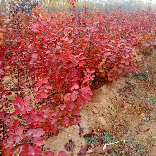 黄栌