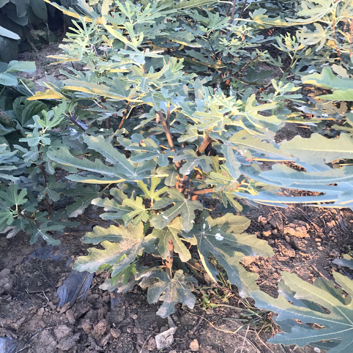 无花果苗