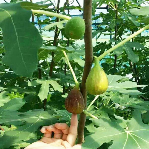 无花果苗