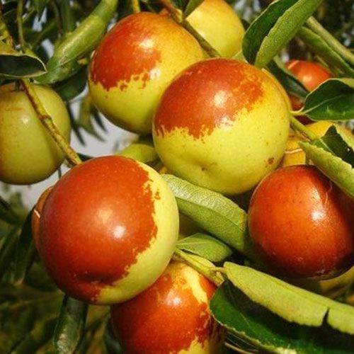 枣树苗