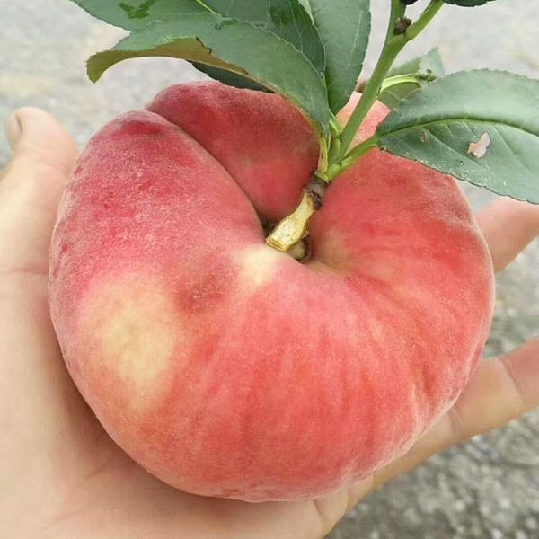 桃树苗