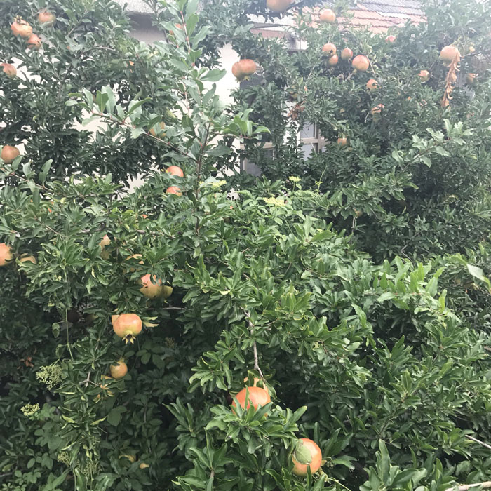 石榴苗