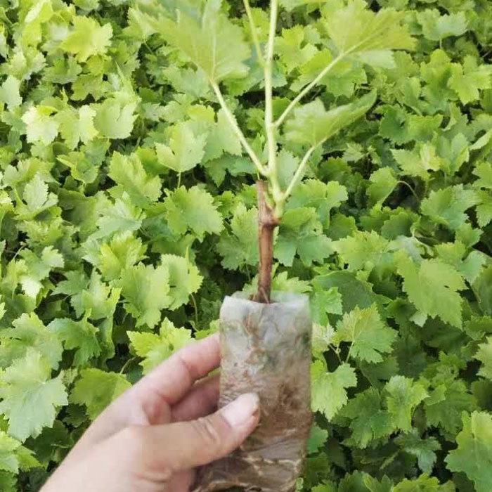 葡萄苗
