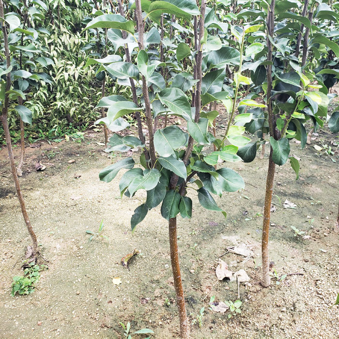 梨树苗
