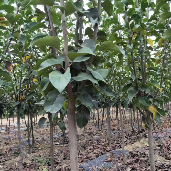 梨树苗