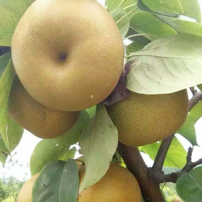 梨树苗