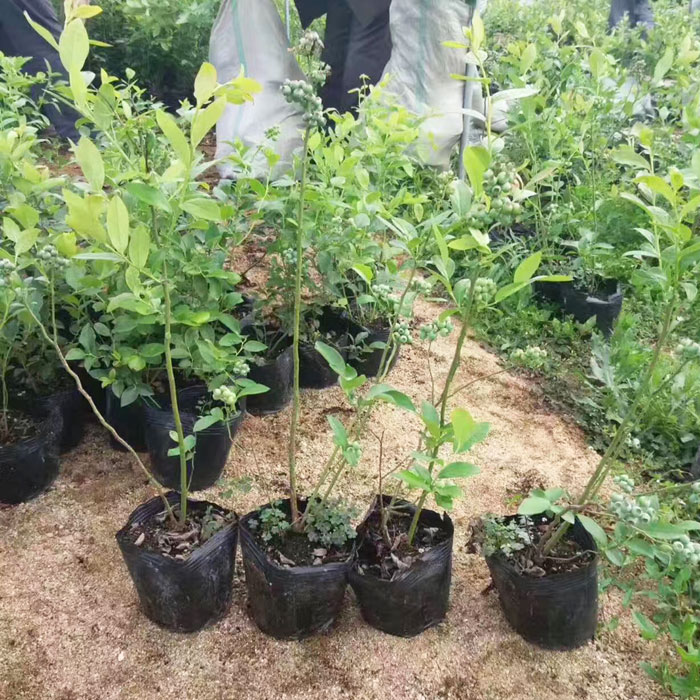 蓝莓苗