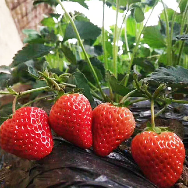 章姬草莓