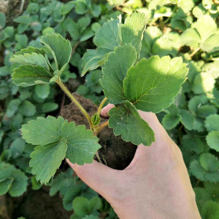 草莓苗