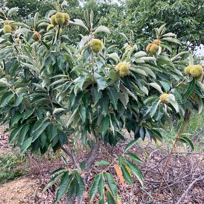 板栗苗