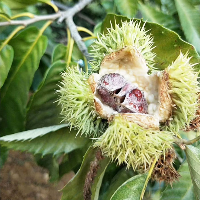 板栗苗