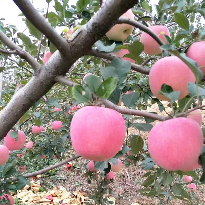 苹果苗