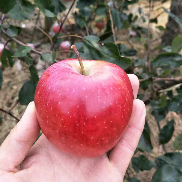 苹果苗