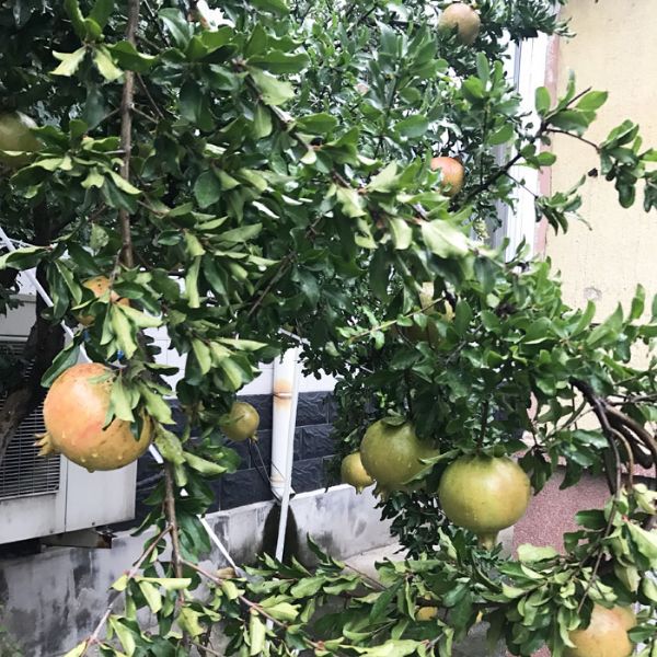 石榴苗