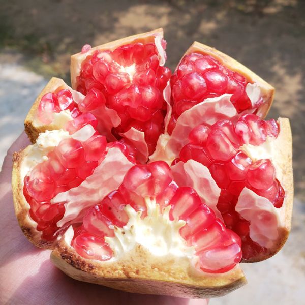 石榴苗