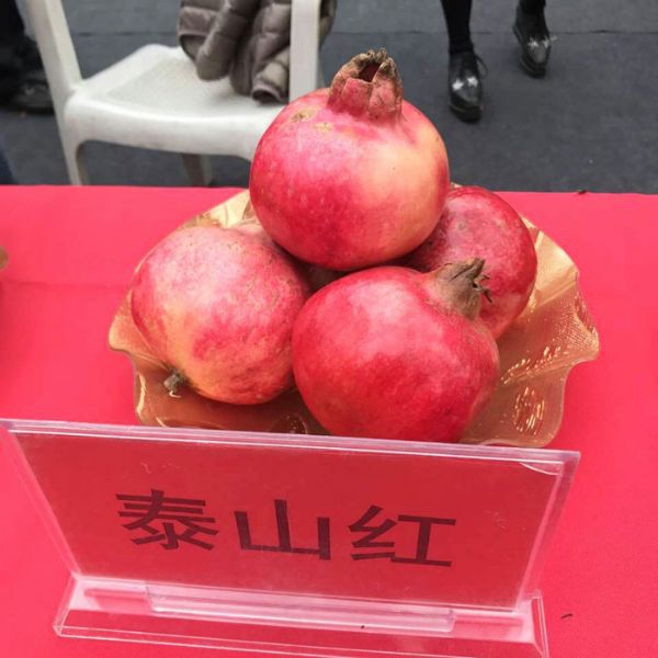 石榴苗