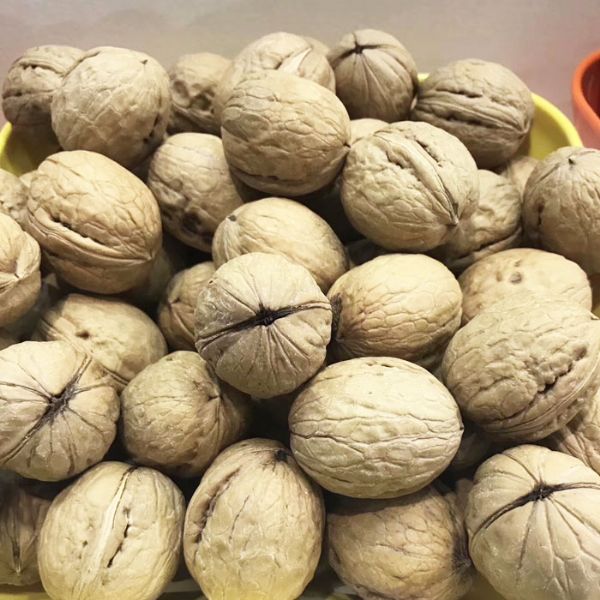 鲁光核桃
