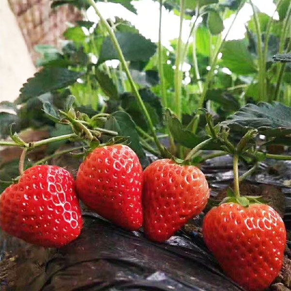 章姬草莓