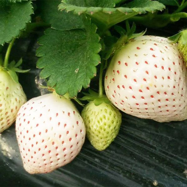 桃熏草莓