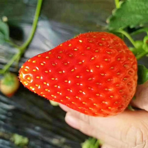 麦特莱草莓