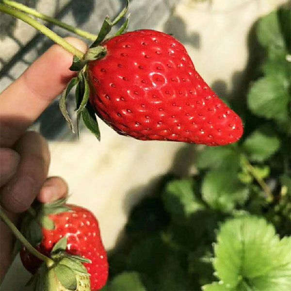 红颜草莓