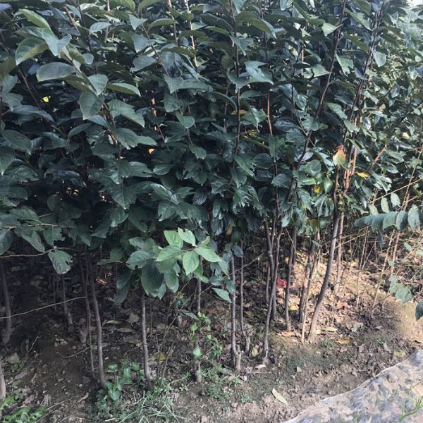 苹果苗