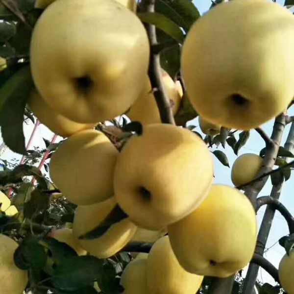 苹果苗