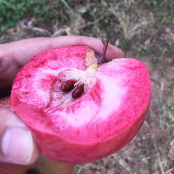 苹果苗