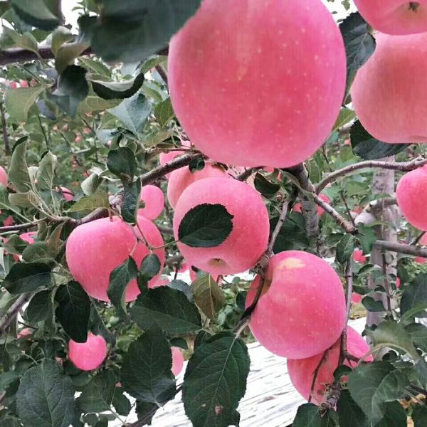 苹果苗